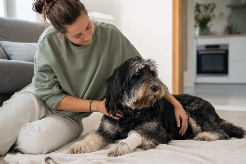 Ein Schafpudel mit leichtem Verband an der Pfote liegt ruhig auf einer Decke, während sein Besitzer neben ihm erleichtert sitzt.