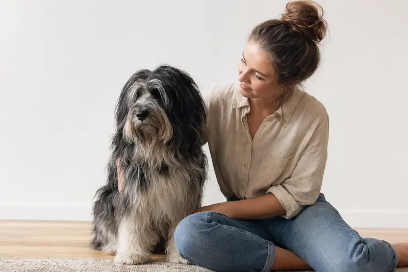 Schapendoes Hund in natürlicher Haltung vor hellem Hintergrund als realistisches Tierportrait.