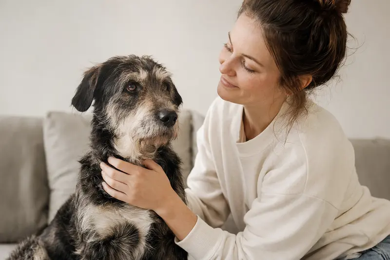Schensi Hund in aufmerksamem Stand vor hellem Hintergrund, als realistisches Hunde-Portrait mit weichem Licht und klaren Details.