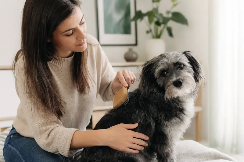Ein Hund wird in einer hellen Wohnung sanft gebürstet, während sich der Besitzer liebevoll um die Fellpflege kümmert.