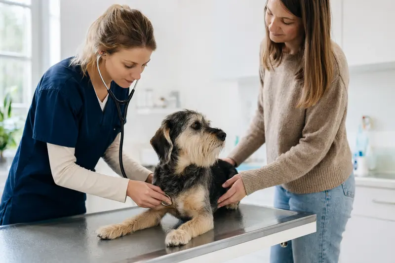 Ruhiger Hund auf einem Untersuchungstisch, während eine Tierärztin ihn in einer modernen Tierarztpraxis mit dem Stethoskop untersucht und der Besitzer beruhigend danebensteht.