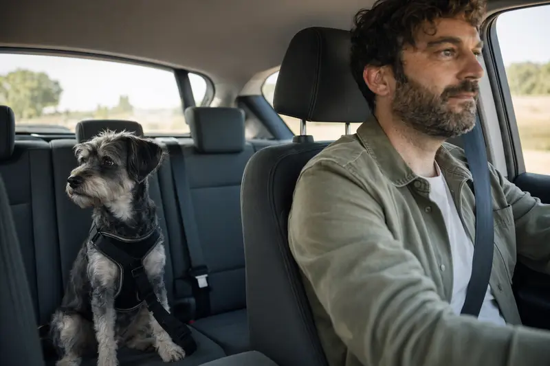 Ein sicher angeschnallter Hund sitzt auf der Rückbank eines Autos, während der Besitzer ruhig fährt und Sonnenlicht durch das Fenster fällt.