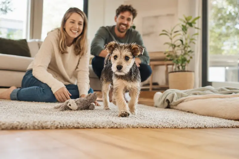 Ein junger Schensi-Hunde-Welpe entdeckt neugierig sein neues Zuhause in einer hellen Wohnung mit weicher Decke und Spielzeug.