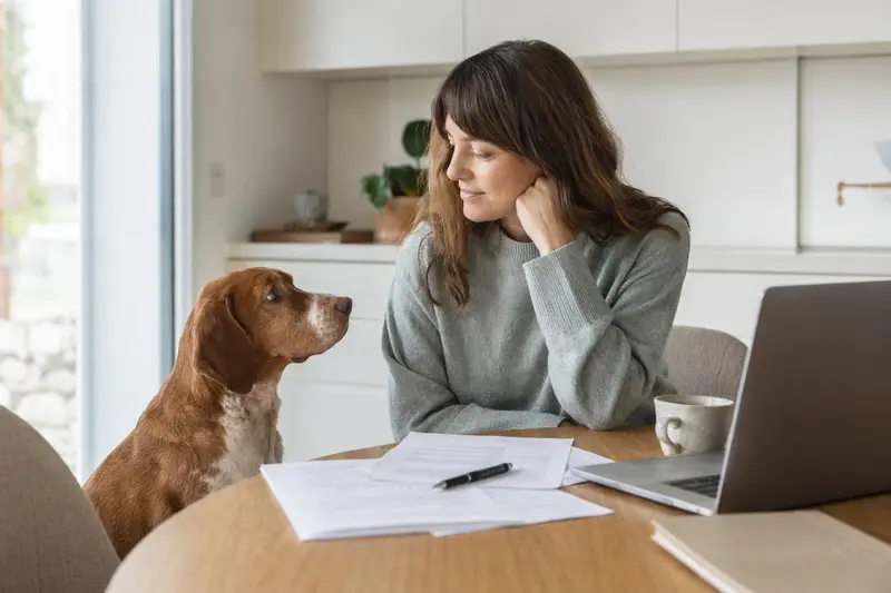 Ein Schiller-Bracke Hund sitzt ruhig neben seinem Besitzer am Küchentisch mit Versicherungsunterlagen und einem Laptop.