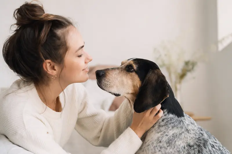 Schiller-Laufhund in aufmerksamem Stand vor hellem Hintergrund als professionelles Tierportrait.