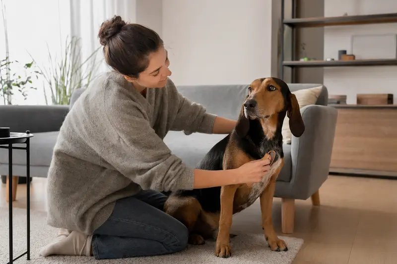 Ein Schiller-Laufhund wird in einer hellen Wohnung sanft gebürstet, während sein Besitzer liebevoll die Fellpflege übernimmt.