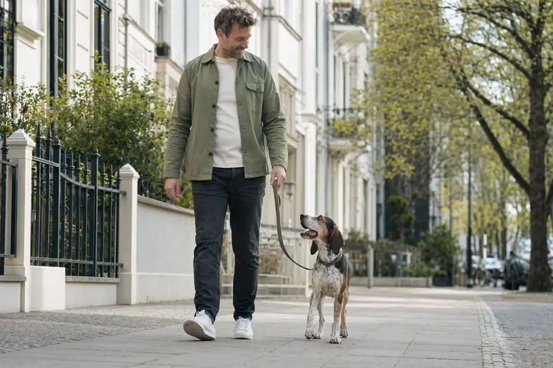 Ein Schiller-Laufhund läuft an der Leine mit seinem Besitzer durch eine moderne Stadtstraße.