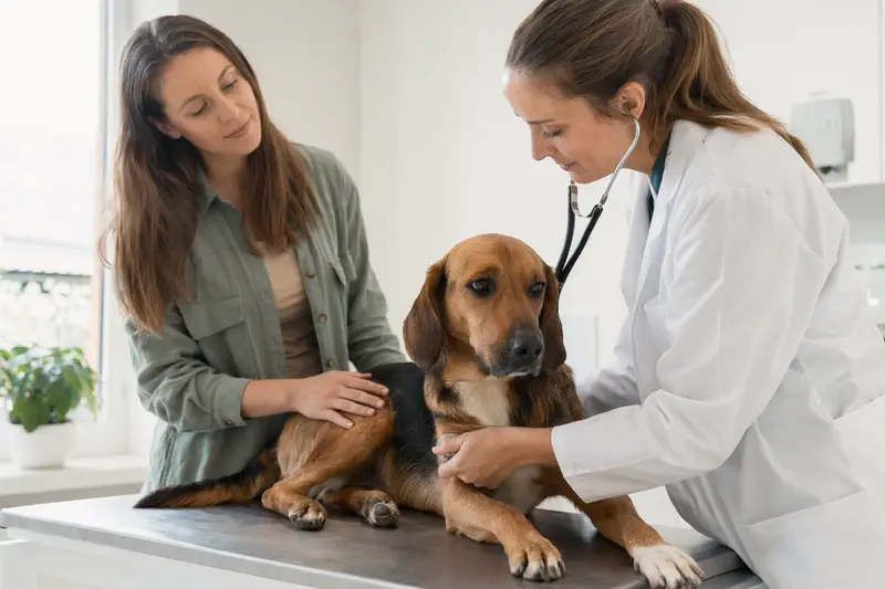 Eine freundliche Tierärztin untersucht einen ruhigen Schiller-Laufhund mit dem Stethoskop, während der Besitzer in der modernen Tierarztpraxis beruhigend danebensteht.