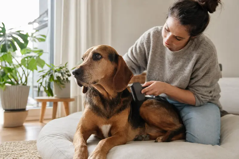 Ein Schillerstövare Hund wird in einer hellen Wohnung sanft gebürstet, während sich sein Besitzer liebevoll um die Fellpflege kümmert.