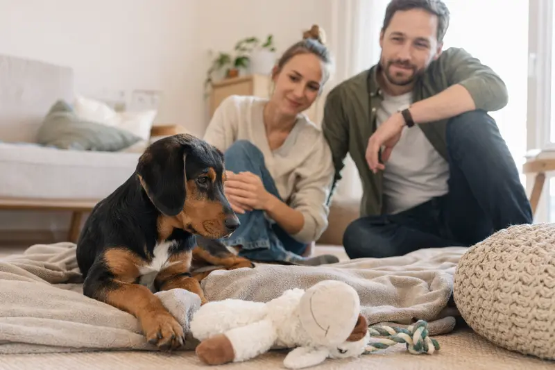 Ein junger Schillerstövare-Welpe erkundet neugierig sein neues Zuhause in einer hellen Wohnung mit weicher Decke und Spielzeug.