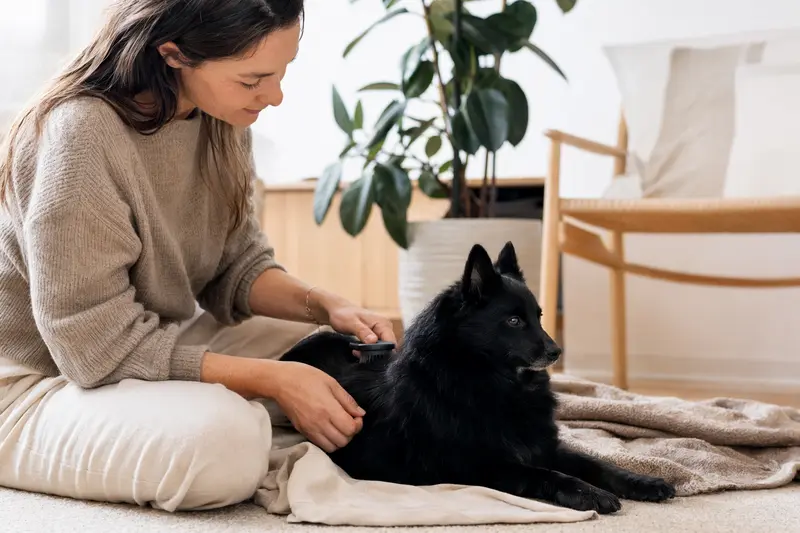 Ein Schipperke wird in einer hellen Wohnung liebevoll gebürstet, was die regelmäßige Fellpflege und verantwortungsvolle Hundehaltung zeigt.