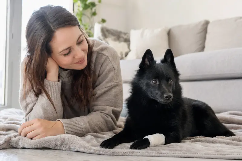 Schipperke Hund mit leicht verbundenem Pfötchen liegt ruhig auf einer Decke neben seinem erleichterten Besitzer in heller Wohnung.