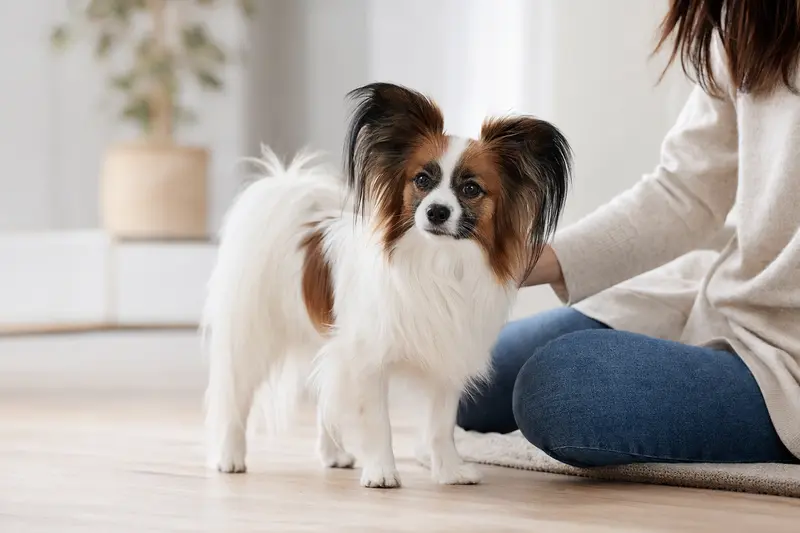 Ein aufmerksam stehender Schmetterlingshund mit typischer Fellstruktur vor hellem neutralem Hintergrund.