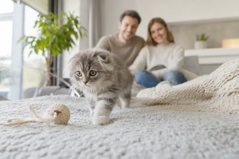 Eine neugierige Schottische Faltohrkatze erkundet fröhlich ihr neues Zuhause mit einer weichen Decke und Spielzeug im Hintergrund.