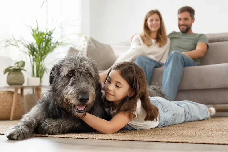 Ein freundlicher Schottischer Hirschhund liegt entspannt neben einem Kind im hellen Wohnzimmer mit sicherer Familienatmosphäre.