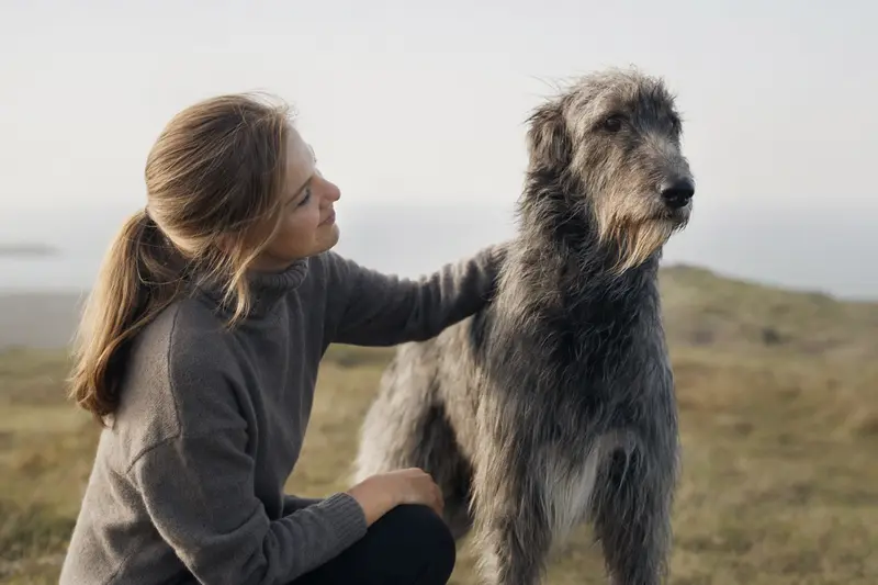 Ein Schottischer Hirschhund steht aufmerksam vor hellem Hintergrund in natürlicher Haltung.
