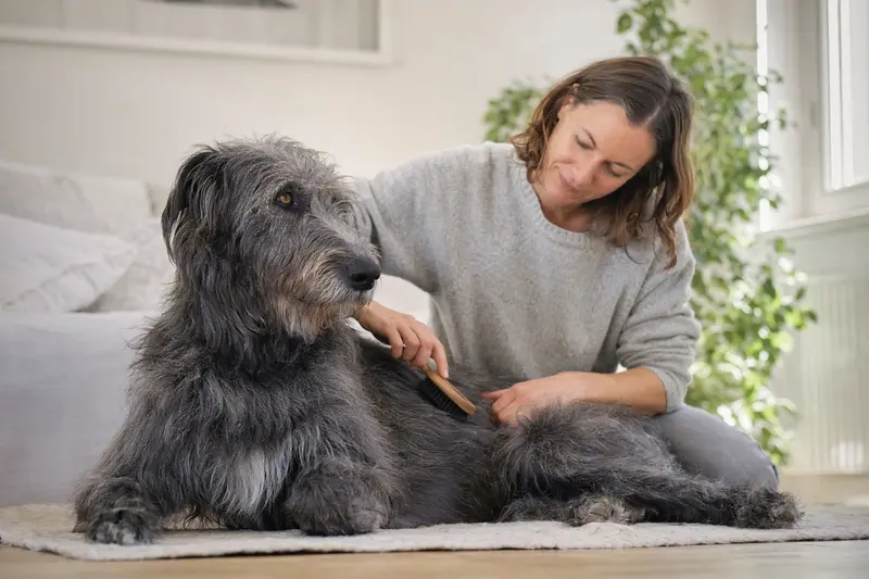 Ein Schottischer Hirschhund wird zuhause von seinem Besitzer sanft gebürstet und gepflegt.