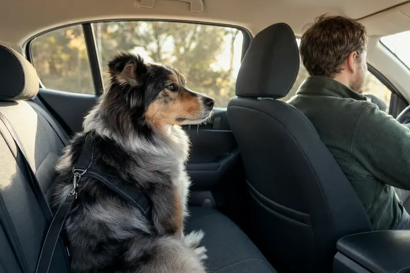 Ein Schottischer Schäferhund sitzt sicher angeschnallt auf der Rückbank eines Autos, während sein Besitzer ruhig fährt und Sonnenlicht durch das Fenster fällt.