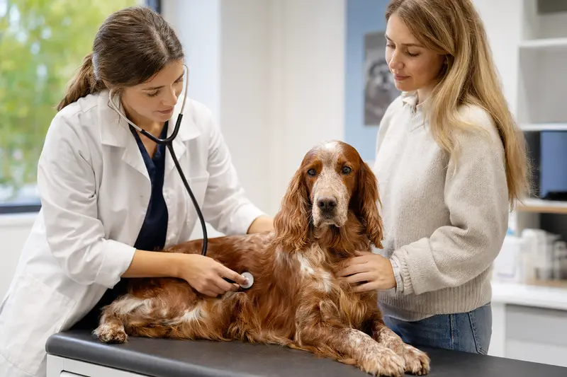 Eine Tierärztin untersucht einen ruhigen Schottischen Setter behutsam mit dem Stethoskop in einer hellen Tierarztpraxis, während der Besitzer beruhigend danebensteht.