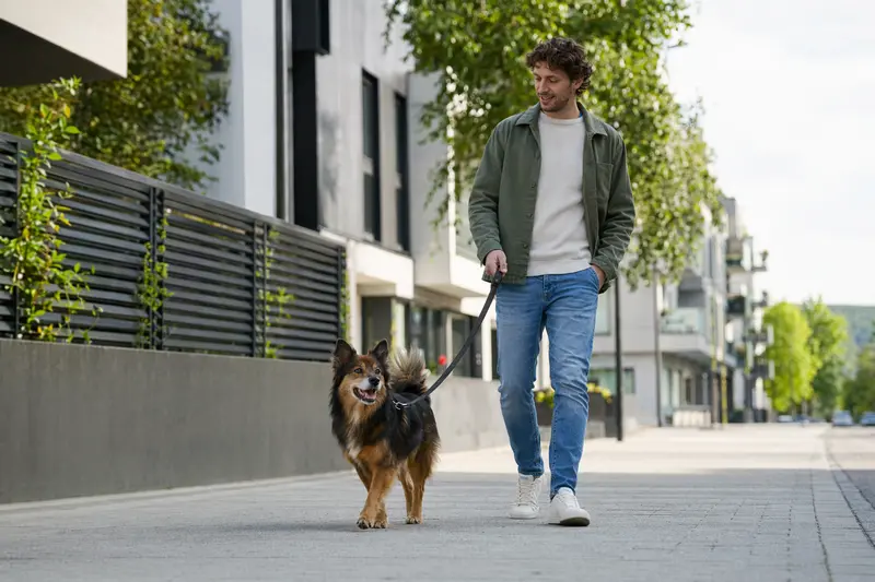 Ein Schwarz-roter Waschbärenhund läuft an der Leine mit seinem Besitzer durch eine moderne Stadtstraße.