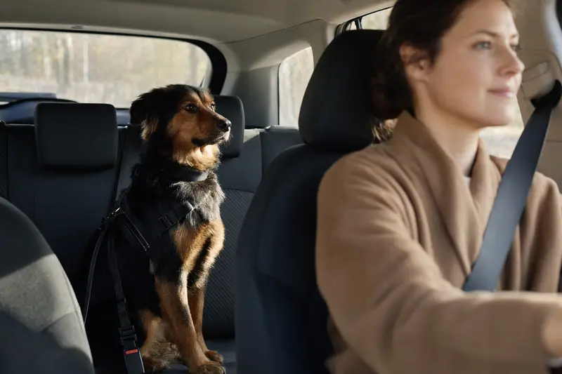 Ein Schwarz-roter Waschbärenhund sitzt sicher angeschnallt auf der Rückbank eines Autos, während der Besitzer ruhig fährt.