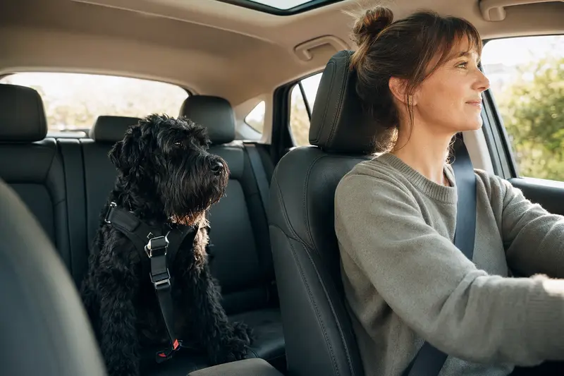 Ein Schwarzer Russischer Terrier sitzt sicher angeschnallt auf der Rückbank eines Autos, während sein Besitzer ruhig fährt.