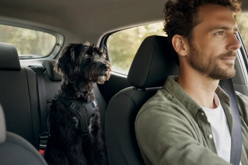 Ein schwarzer Terrier sitzt sicher angeschnallt auf der Rückbank eines Autos, während der Besitzer ruhig fährt.