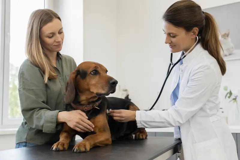 Eine Tierärztin untersucht einen ruhigen Schwarzwildbracke Hund behutsam mit dem Stethoskop, während der Besitzer beruhigend danebensteht.