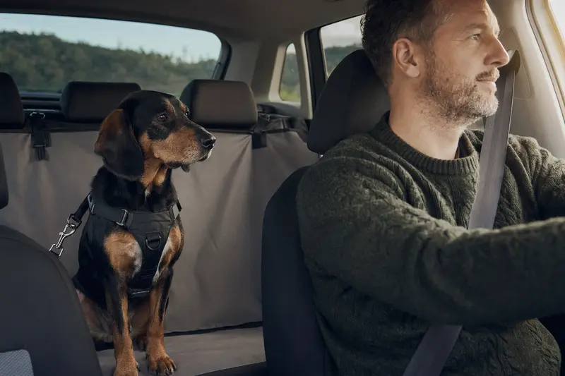 Ein Schwarzwildbracke-Hund sitzt sicher angeschnallt auf der Rückbank eines Autos, während der Besitzer ruhig fährt.