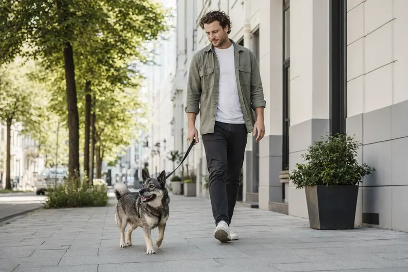 Ein Schwedischer Elchhund läuft an der Leine mit seinem Besitzer entspannt durch eine moderne Stadtstraße.
