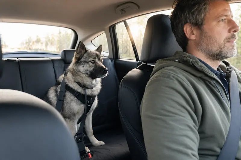 Ein Schwedischer Elchhund sitzt sicher angeschnallt auf der Rückbank eines Autos, während der Besitzer ruhig fährt.