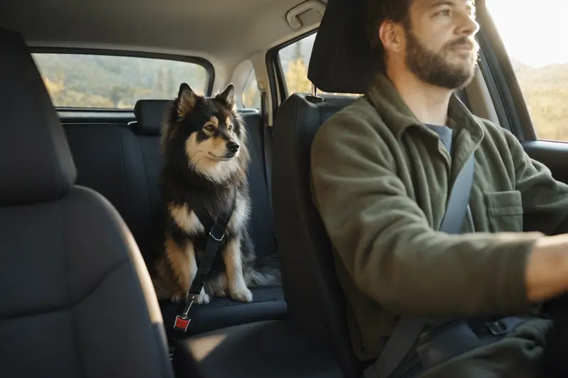 Ein Schwedischer Lapphund sitzt sicher angeschnallt auf der Rückbank eines Autos, während der Besitzer ruhig fährt und Sonnenlicht durch das Fenster fällt.