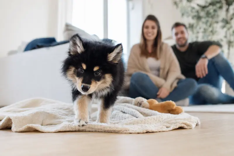 Neugieriger Schwedischer Lapphund Welpe entdeckt sein neues Zuhause in einer hellen Wohnung mit weicher Decke und Spielzeug.