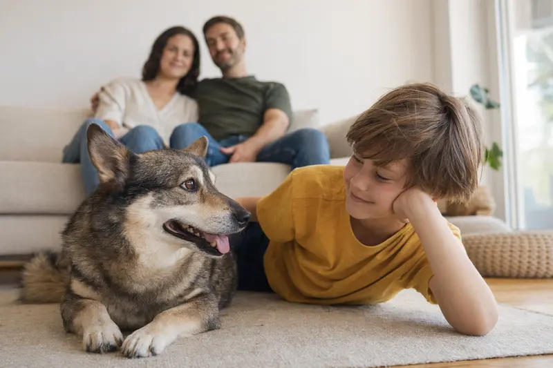 Ein freundlicher Schwedischer Schäferspitz liegt entspannt neben einem Kind im hellen Wohnzimmer, während die Eltern im Hintergrund für eine sichere Familienatmosphäre sorgen.