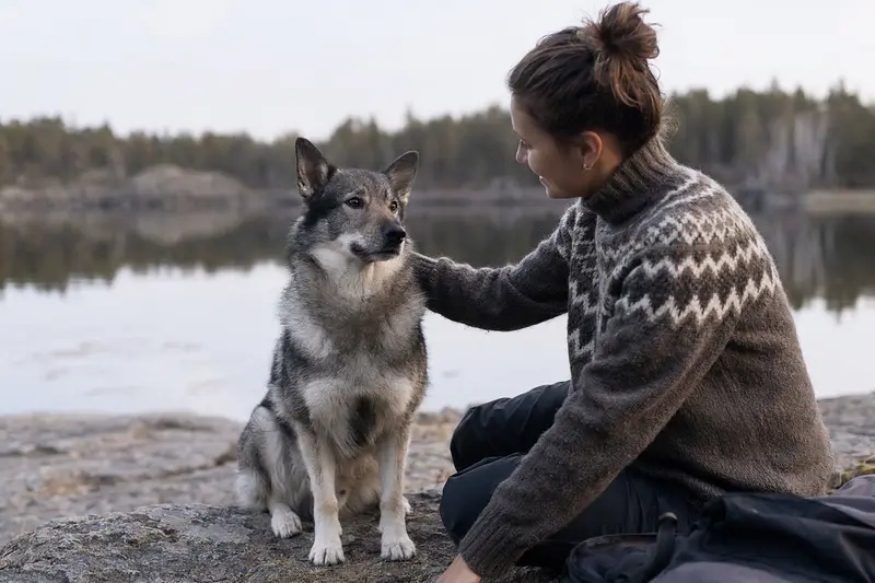Schwedischer Schäferspitz Hund in natürlicher Haltung vor hellem Hintergrund als realistisches Hundeportrait