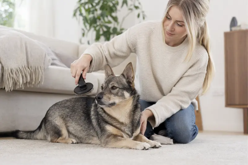 Ein Schwedischer Vallhund wird in einer hellen Wohnung sanft gebürstet, während sich der Besitzer liebevoll um die Fellpflege kümmert.