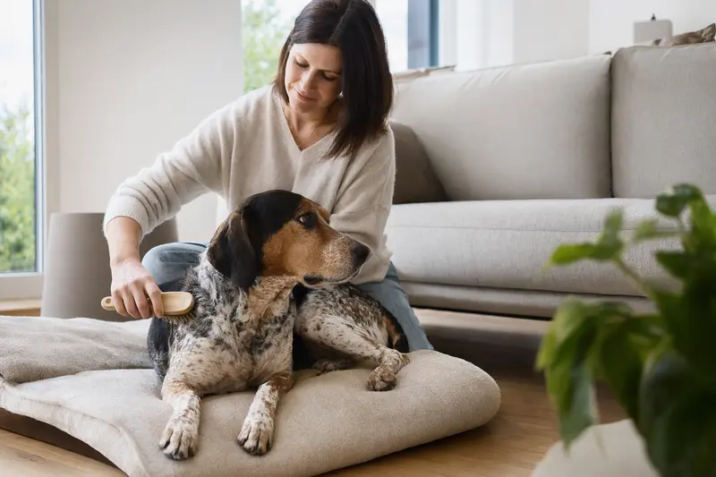 Ein Schweizer Laufhund wird zuhause von seinem Besitzer sanft gebürstet und gepflegt.