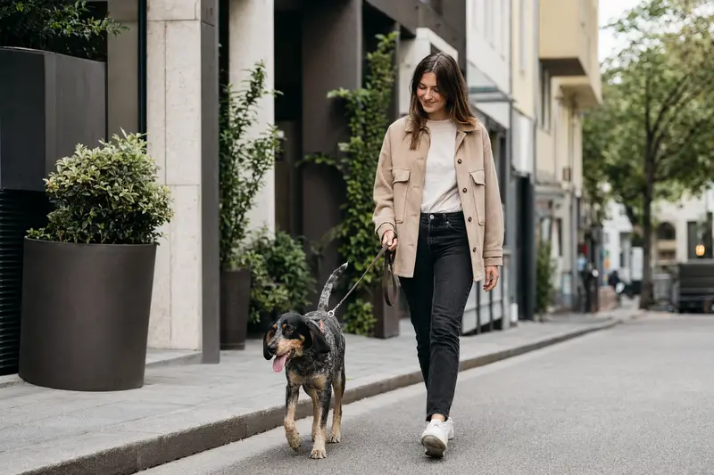 Ein Schweizerischer Niederlaufhund läuft an der Leine mit seinem Besitzer durch eine moderne Stadtstraße.