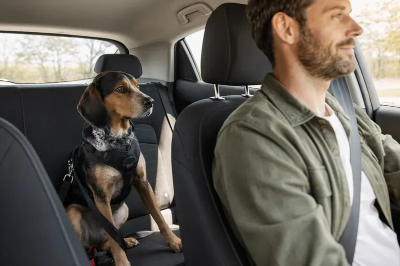 Ein Schwyzer Laufhund sitzt sicher angeschnallt auf der Rückbank eines Autos, während der Besitzer ruhig fährt.