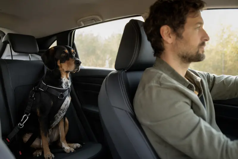Ein Schwyzer Niederlaufhund sitzt sicher angeschnallt auf der Rückbank eines Autos und fährt im Sonnenlicht mit.