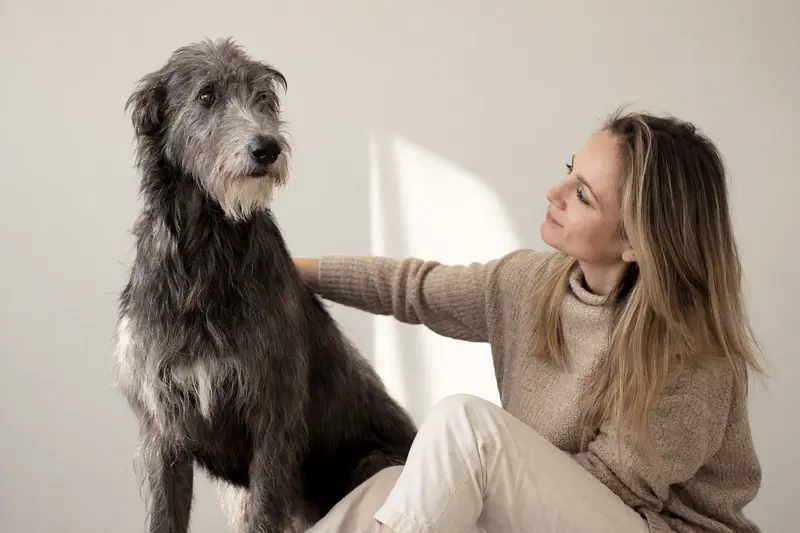 Scottish Deerhound Hund in aufmerksamer, natürlicher Haltung vor hellem neutralem Hintergrund