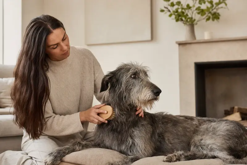 Ein Scottish Deerhound wird in einer hellen Wohnung sanft gebürstet, während der Besitzer liebevoll die Fellpflege übernimmt.