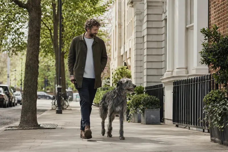 Ein Scottish Deerhound läuft an der Leine neben seinem Besitzer durch eine freundliche moderne Stadtstraße.