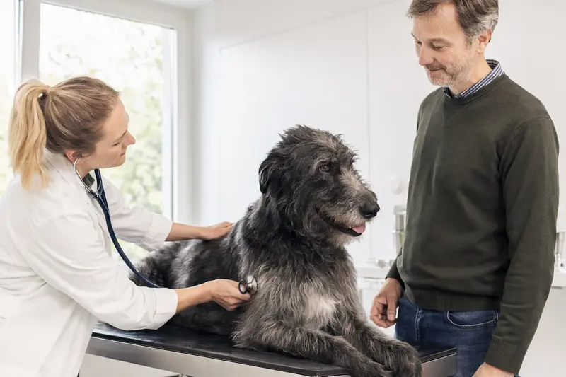 Tierärztin untersucht einen ruhigen Scottish Deerhound mit dem Stethoskop in einer modernen Tierarztpraxis, während der Besitzer beruhigend danebensteht.
