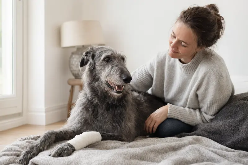 Scottish Deerhound mit leichtem Verband an der Pfote liegt ruhig auf einer Decke, während sein Besitzer daneben sitzt und erleichtert wirkt.