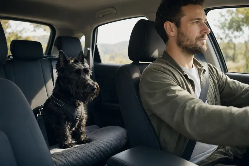 Ein Scottish Terrier sitzt sicher angeschnallt auf der Rückbank eines Autos, während der Besitzer ruhig fährt und Sonnenlicht durch das Fenster fällt.