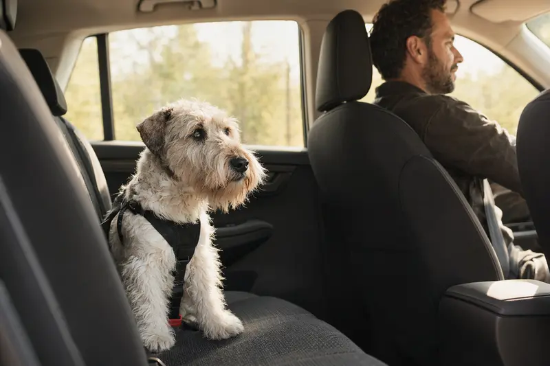 Ein Sealyham Terrier sitzt sicher angeschnallt auf der Rückbank eines Autos, während der Fahrer ruhig fährt.