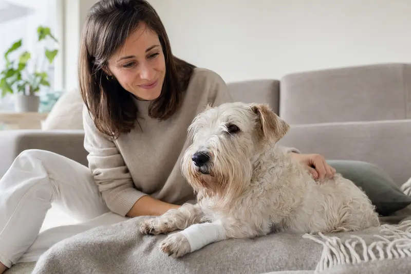 Sealyham Terrier mit leicht bandagierter Pfote liegt ruhig auf einer Decke, während sein Besitzer erleichtert neben ihm sitzt.