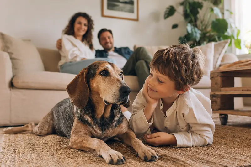 Ein Segugio Italiano liegt entspannt neben einem Kind im Wohnzimmer in einer sicheren Familienatmosphäre.