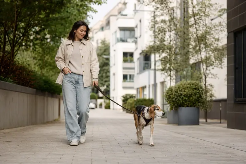 Ein Segugio Italiano läuft an der Leine mit seinem Besitzer durch eine freundliche moderne Stadtstraße.